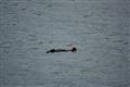 Cordova - Sea otter 1